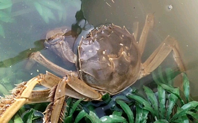 อย่ามาขโมยปูบ้านฉันนะ