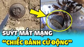 💥Suýt MẤT MẠNG vì tò mò CHIẾC BÁNH BIẾT CỬ ĐỘNG trong vườn | TIN GIẢI TRÍ