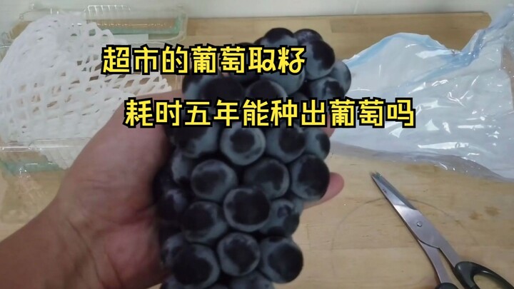 Can grapes you buy at the supermarket be planted with their seeds and grow into new grapevines??