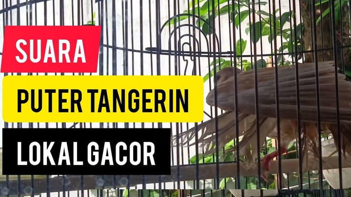 SUARA BURUNG PUTER LOKAL TANGERIN GACOR