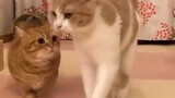 Peliharaan Imut-Cuplikan Gabungan Video Kucing Imut