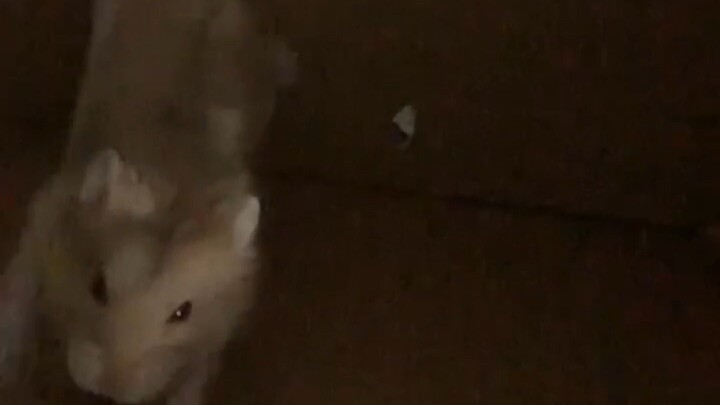Cute hamster in a box (muffin the hamster)
