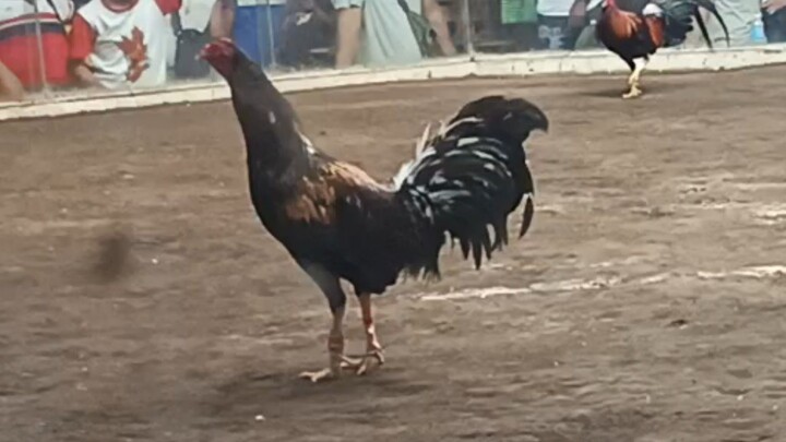 4hits 2nd fight W "brassback"