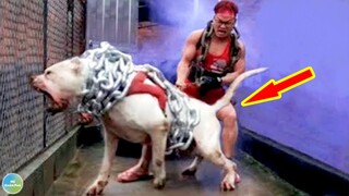 Những Loài Chó Kỳ Lạ Và Hung Dữ Nhất Thế Giới Nhưng Ai Cũng Muốn Được Sở Hữu