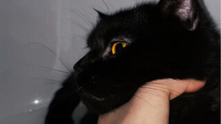 Tidak menyangka akan terjadi hal seperti ini saat memandikan kucing... Ini benar-benar sial sekali..