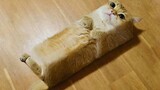 [Satwa] Hidup Jadi Kucing Koq Susah Sih