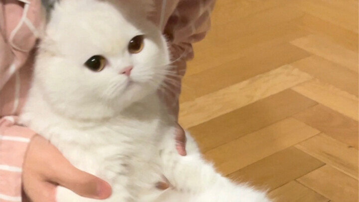 Ibu jahat! Begitu ketemu kucing kecil langsung mau cium sih!