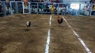 2hits 2nd fyt champion new elorde cockpit arena🐓🐓