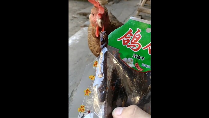 ขนมเส้นเผ็ดป้อนไก่ (ไก่เผ็ด)