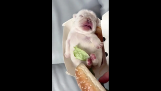 เซทมิลล