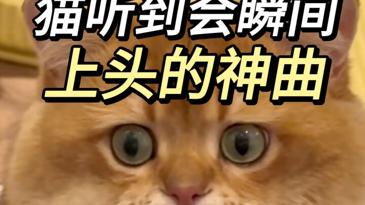 我家猫已经开始发癫