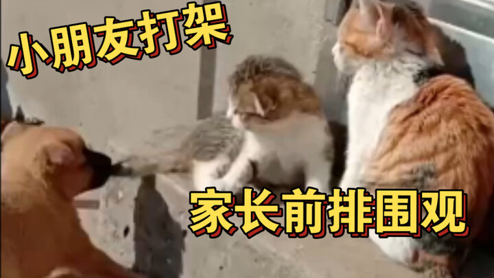 الأطفال يحلّون مشكلاتهم بأنفسهم، الكبار لا يتدخلون!