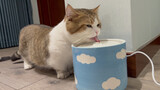 [Mèo cưng] Tôi có thể xem bé mèo đáng yêu này uống nước cả ngày