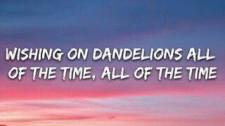 Dandelions lyrics___