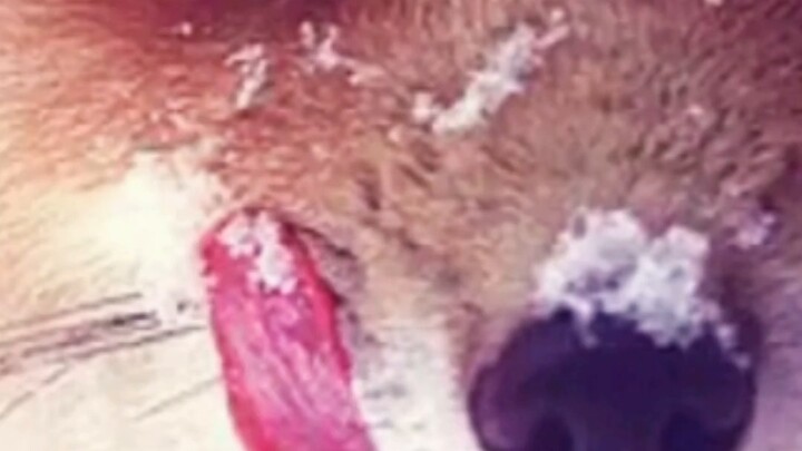 What are you licking, Lord Hua?