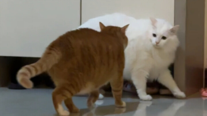 Pukul aku boleh, tapi jangan pukul ibuku!!