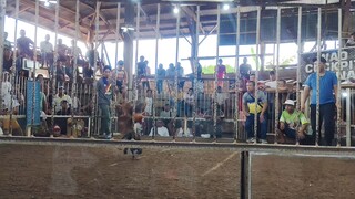 GOLD WINS AT WAO COCKPIT ARENA