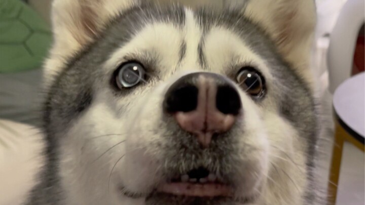 Mari kita lihat anjing siapa yang lebih tinggi