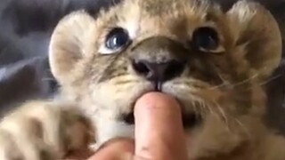 “Who isn’t a kitten?”