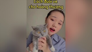 Đuổi rận trong 1 nốt nhạc mèo cat mẹohay LearnOnTikTok thaomeo