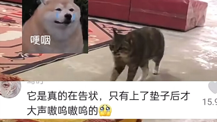 Mèo: Sư tổ, sư huynh và các sư đệ không cho con vào phòng trà!