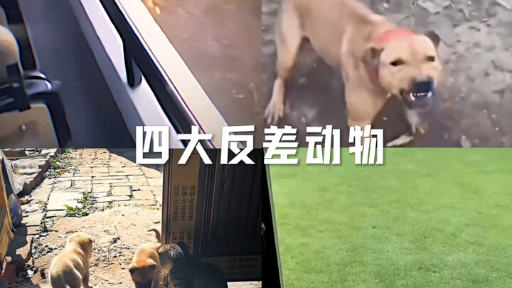 Four Animals Full of Contrasts