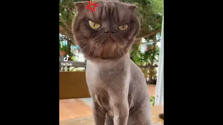 ดุจังง