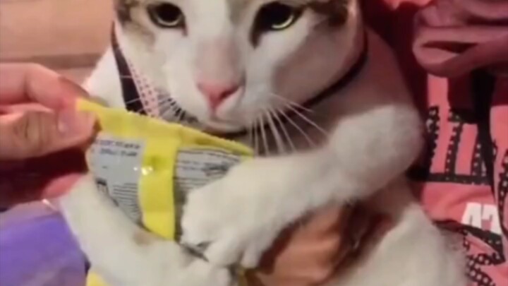 زوجان أجنبيان يربّيان قطة خجولة اجتماعية، والجميع يحب مداعبتها؛ فكلما تحرّش بها المارة، كانت تختبئ ف