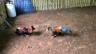 parang mayweather ang ponkan hehe bulik vs ponkan