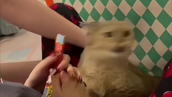 Kucing: "Pip, maaf mengganggumu sebentar! Aku sangat membutuhkannya~"