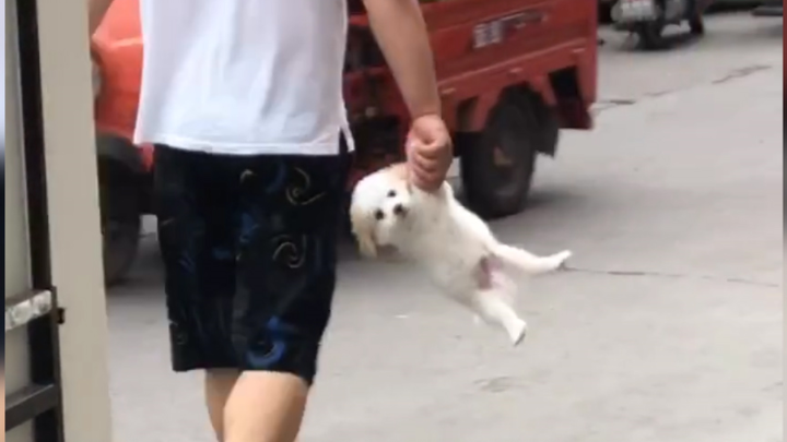 Chó con: Cứ thử mà đặt tao xuống xem, đảm bảo tao cho mày chạy khắp nơi tìm răng!