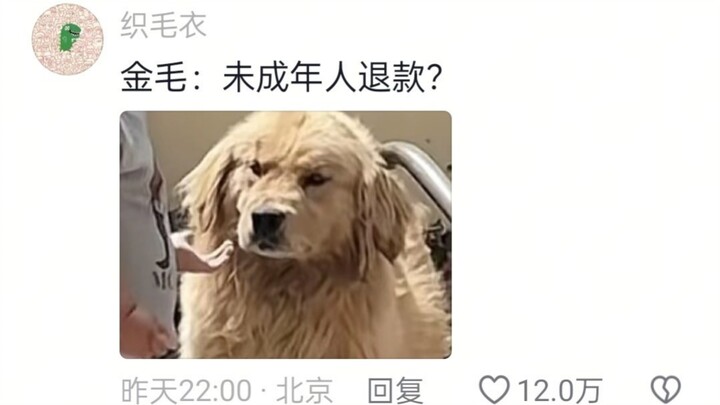 A kid who fed the dog and then tried to take the food back — Dog: “What are you kidding me about, yo