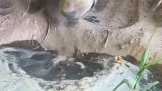 Pikiran sempit anjing
