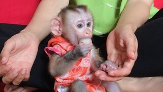 Feeding Mino monkey rambutan fruit, first time but he like it