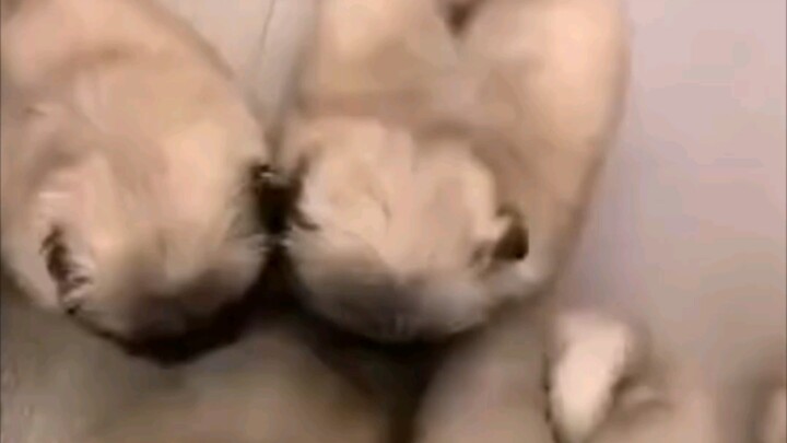 ฮ่าๆๆๆๆ ท้ายที่สุดมันฝรั่งลูกนั้นก็สู้สุดใจจริงๆเลยนะ!