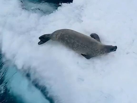 Ocean's Apex Predator: The Orca