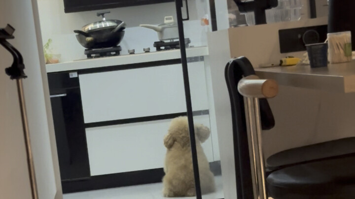 Telling him to keep an eye on the fire for me in the kitchen—this little dog is seriously so reliabl