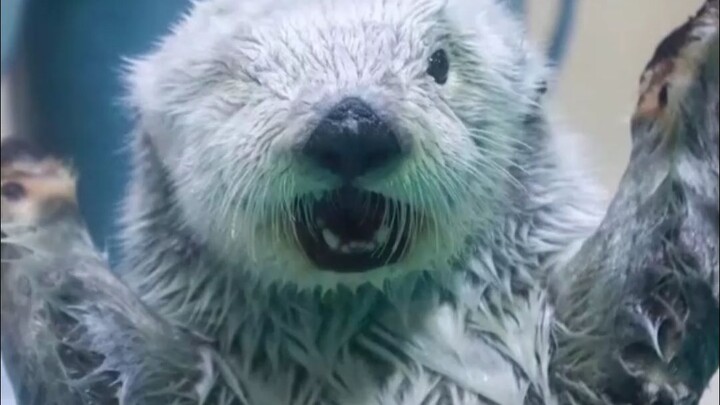 Otter Baby, Just You Wait! _ Otters _ River Otters _ How Healing Are These Little Animals? _ Cute