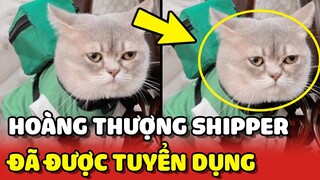 Phát hiện MÈO SHIPPER được TUYỂN DỤNG CHÍNH THỨC bởi công ty lớn 😂 | Yêu Lu