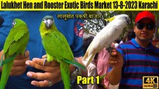 Lalukhet Hen and Rooster Exotic Birds Parrots Market 13-8-23 Karachi