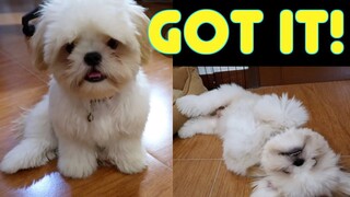 Shih tzu Puppy Knows How to Get His Treats by Showing Tricks