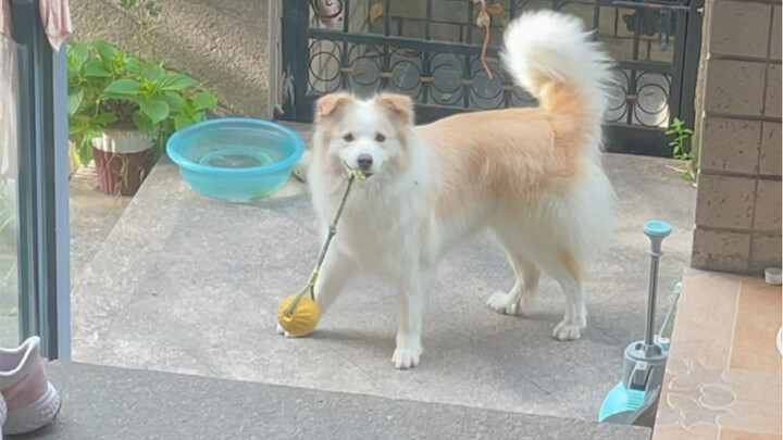 Ông bố già buồn rồi