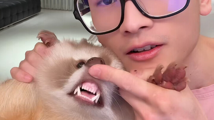 Tỷ lệ bỏ rơi gấu mèo đặc biệt cao