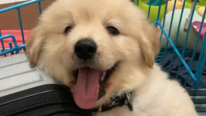 2300 menjual Golden Retriever-ku, bulu ayamku sudah tumbuh besar