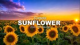 Sunflower - Post Malone { Funky Nights 2k23 } Dj Ronzkie Remix