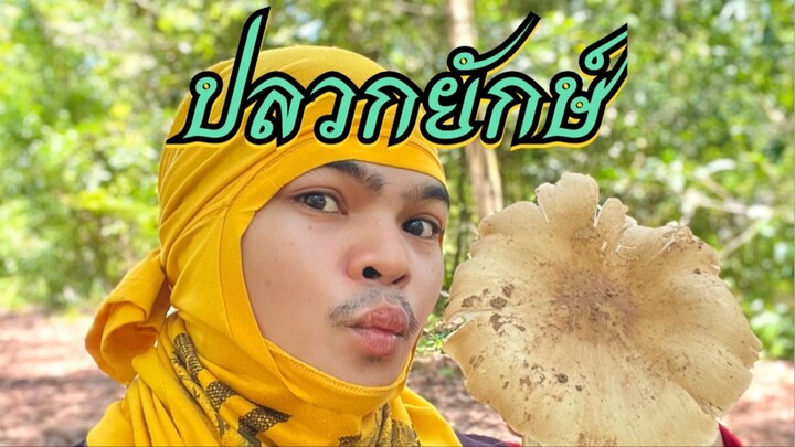 เก็บเห็ดป่าปลวกยักษ์