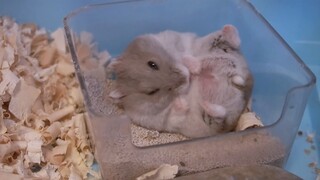 [Mouse Movie] ตื่นเต้นจนอดใจไม่ไหว...นี่ดูได้หรือเปล่า?