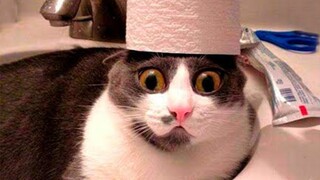 FUNNY CATS, prepare yourself to CRY WITH LAUGHTER! - Best CAT VIDEOS