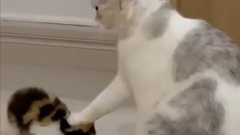 Ibu kucing TV lama juga melakukannya