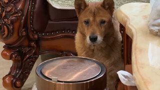 壮壮只有人在家的时候才会看家，如果只有狗在家它就会躲起来保护自己。